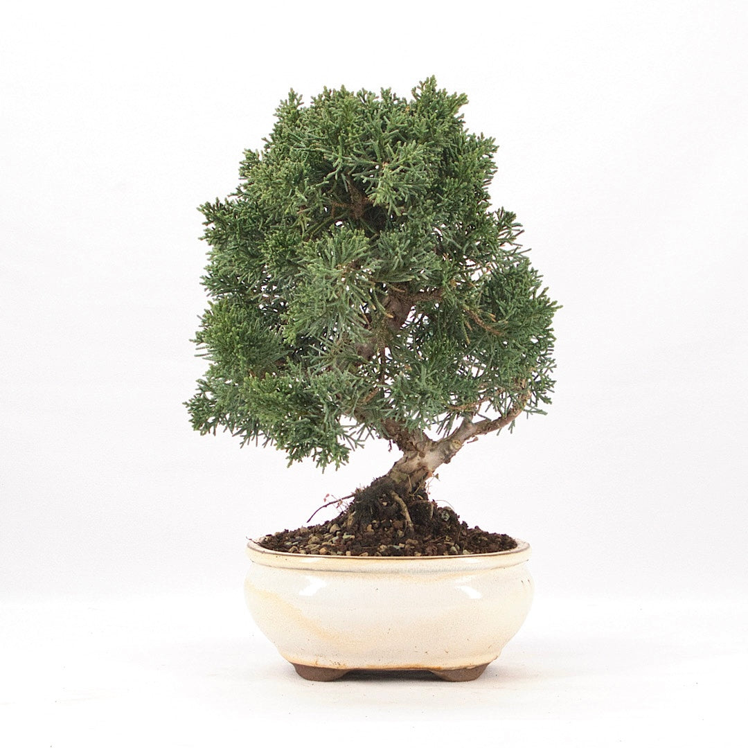 Chinesischer Wacholder 'Juniperus chinensis kyushu'
